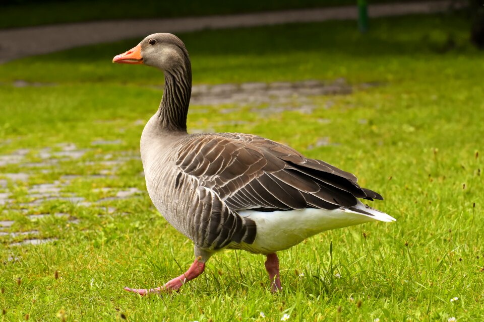 Bird nature poultry