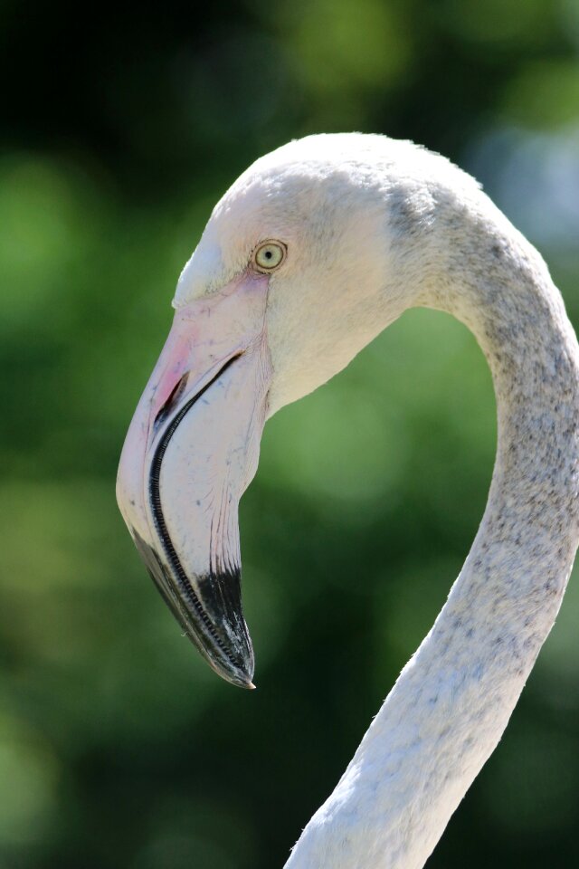 Bird nature animal world