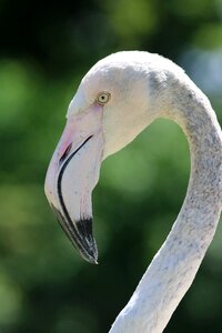 Bird nature animal world