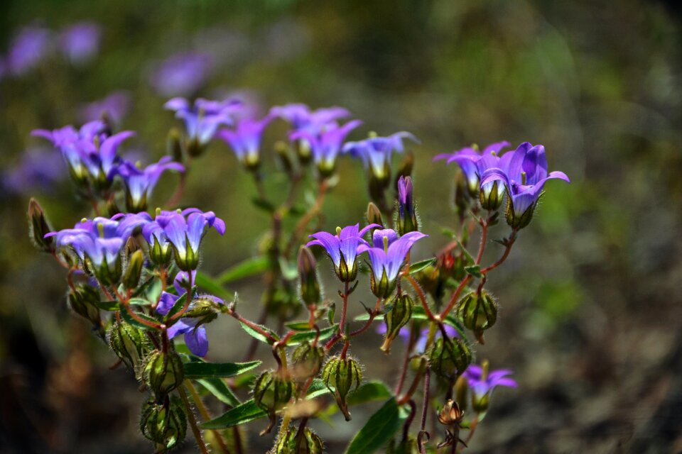 Nature flora purple flowers