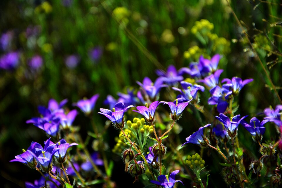 Nature flora purple flowers