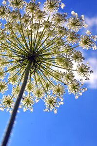 Flowers flora nature