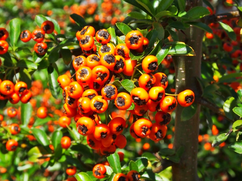 Close up bush rowanberries