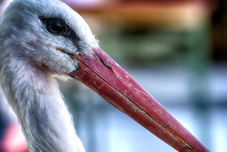 Nature animals rattle stork photo