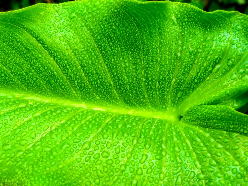 Bright leaf wet water