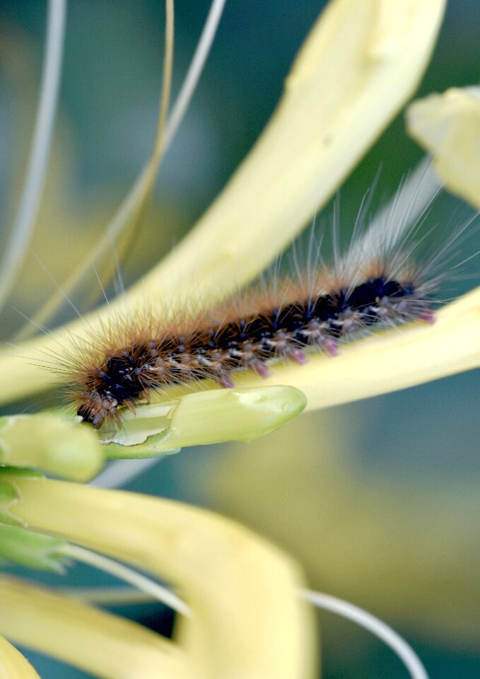 Hairy pest destructive