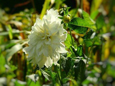 Flower white summer photo