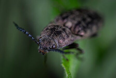Beetle macro coleoptera