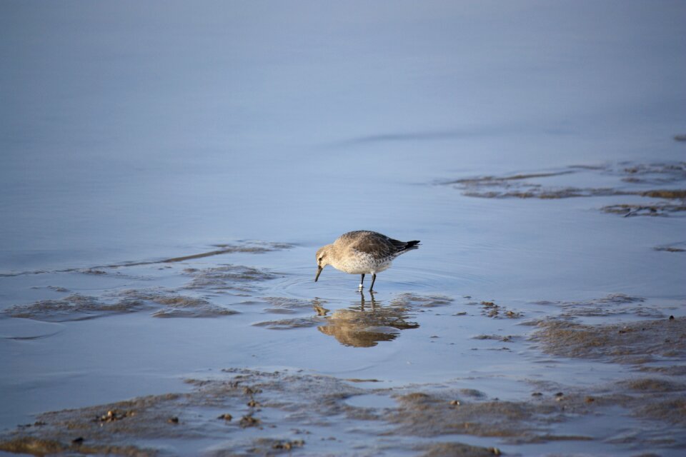 Bird wadden sea coast