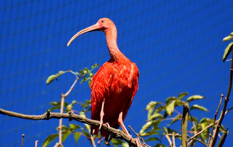 Red ibis plumage zoo