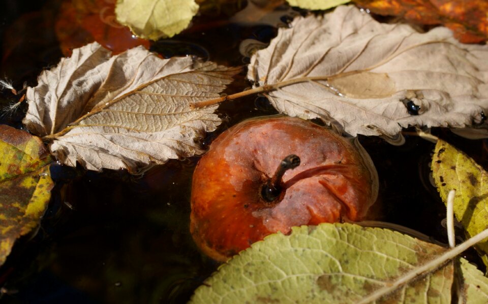 Macro bokeh nature