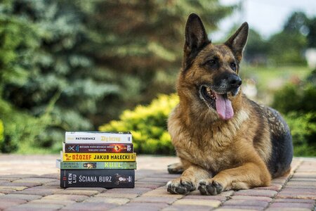 Education literature dog photo