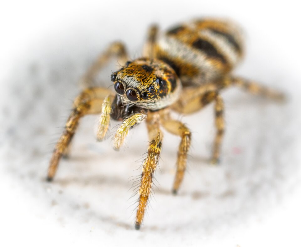Arachnids spider spider-racer