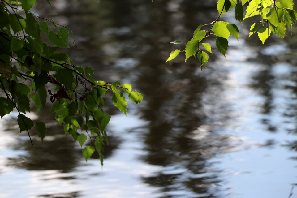 Plants pond nature
