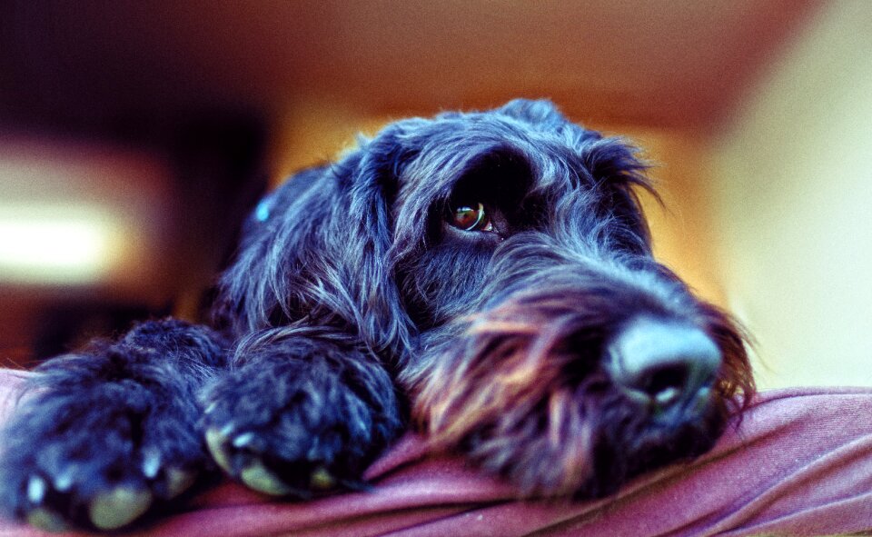 Schnauzer riesenschnauzer labrador photo