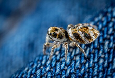 Spider spider-racer macro
