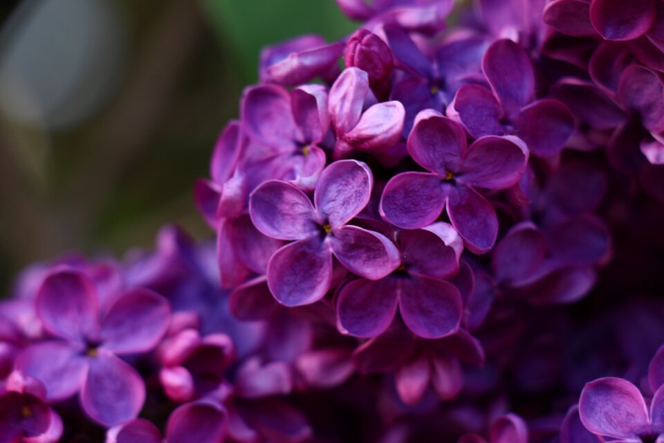 Nature garden color
