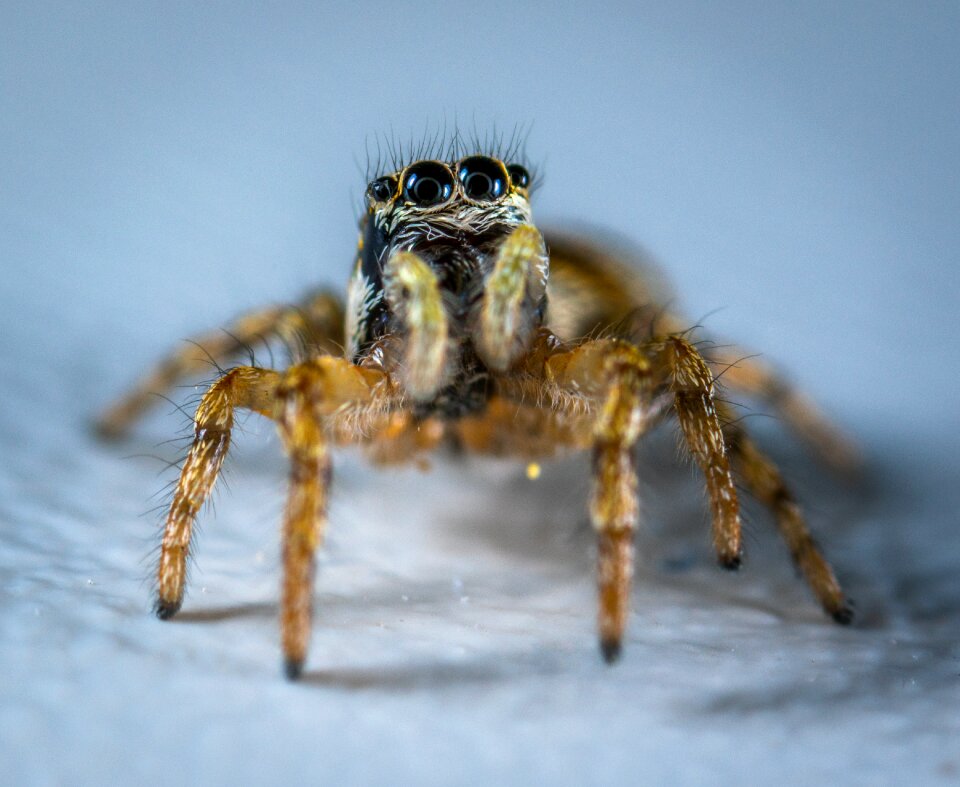 Arachnids spider spider-racer