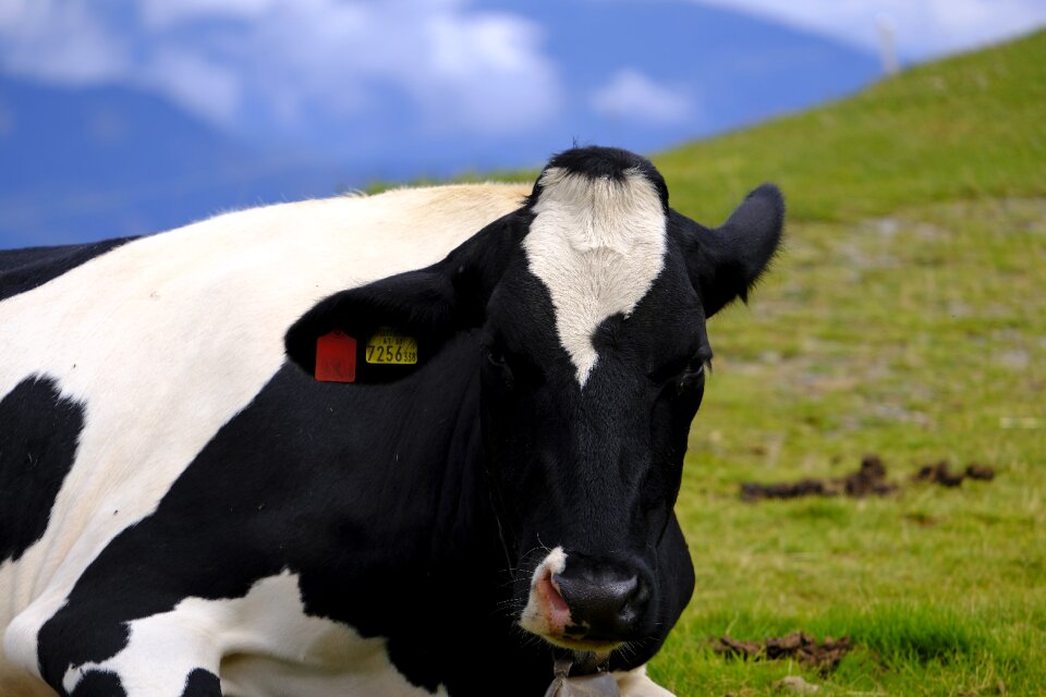 Ruminant livestock mammal