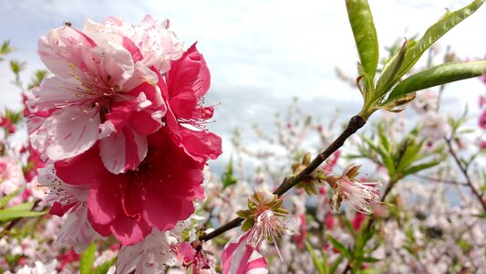 Flowers nature spring