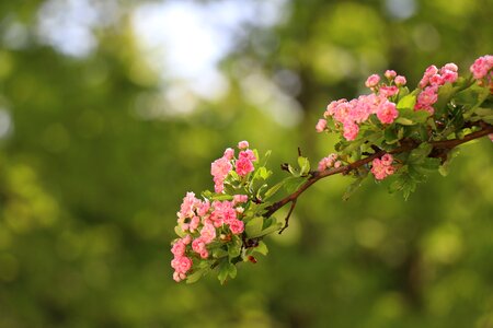 Tree plant hawthorn photo