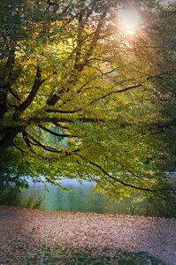 Idyll leaves nature