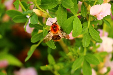Garden hummel pollination