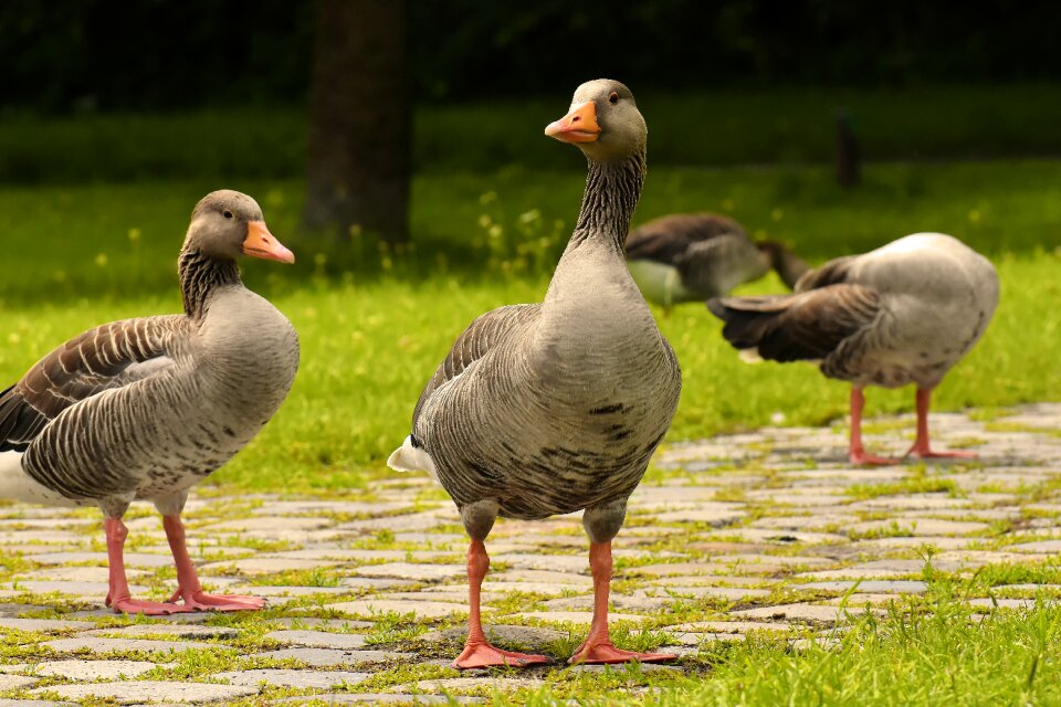 Group goose-char bird