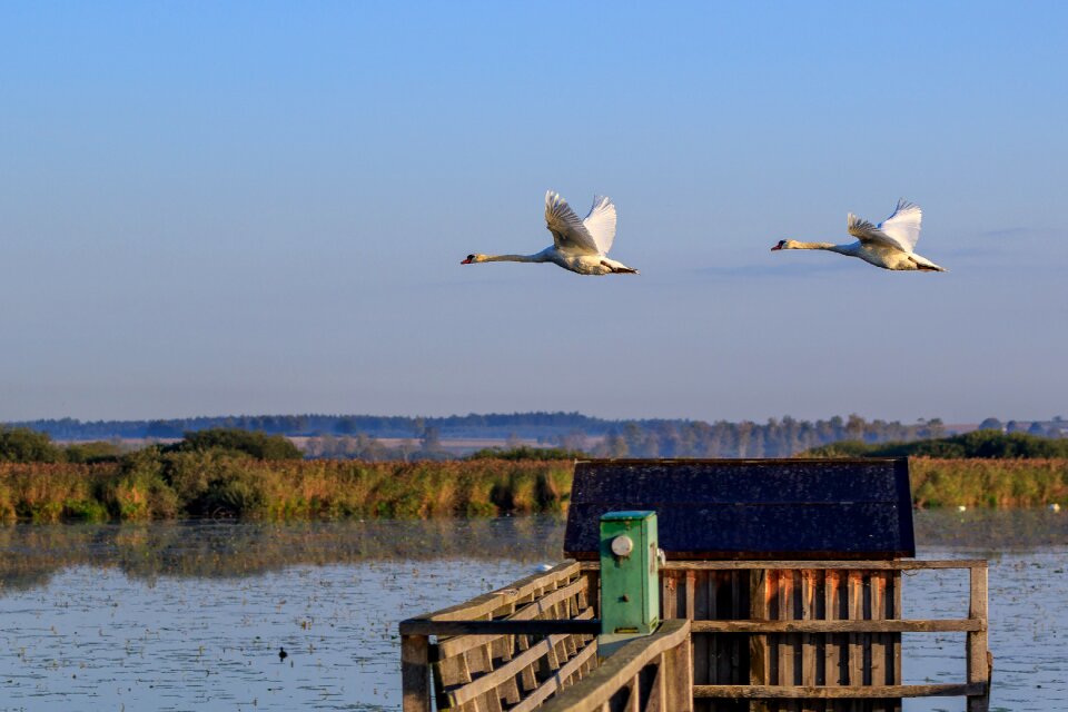 Nature conservation spring lake federsee pier