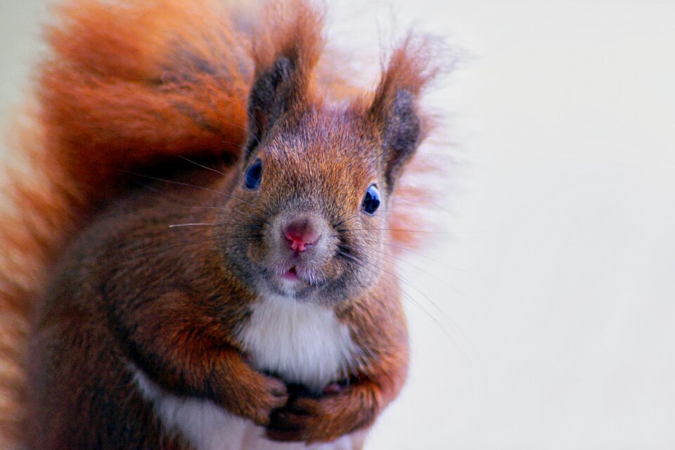 Forest mammal nature