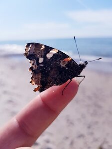 Butterfly insect summer