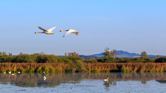 Nature conservation spring lake federsee pier