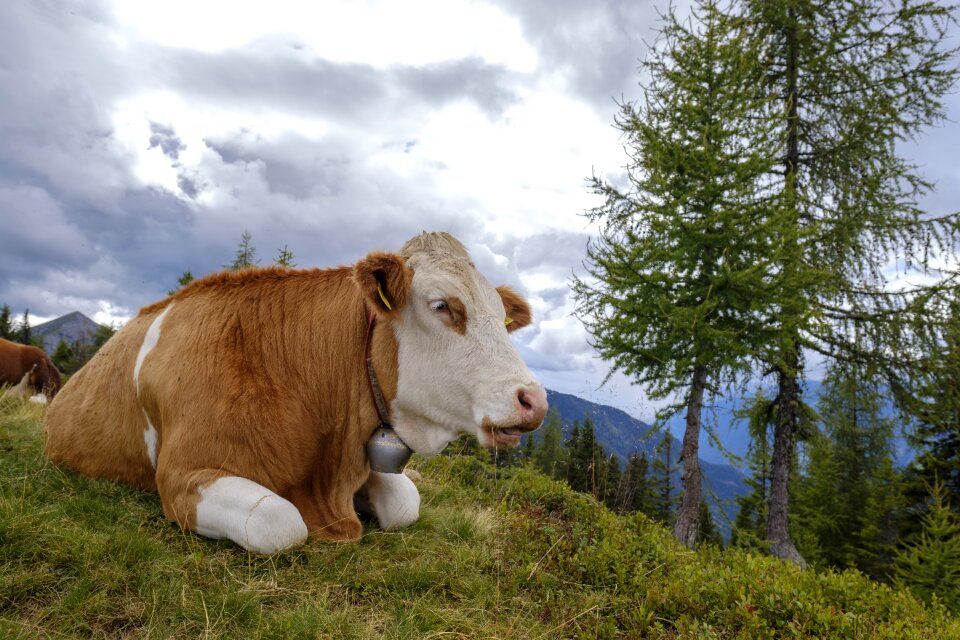 Ruminant livestock mammal