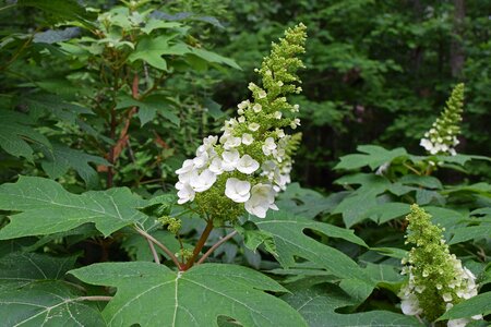 Plant garden nature
