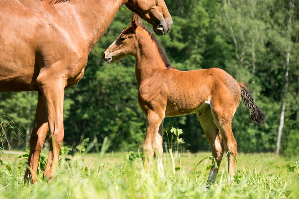 Animal ride mother