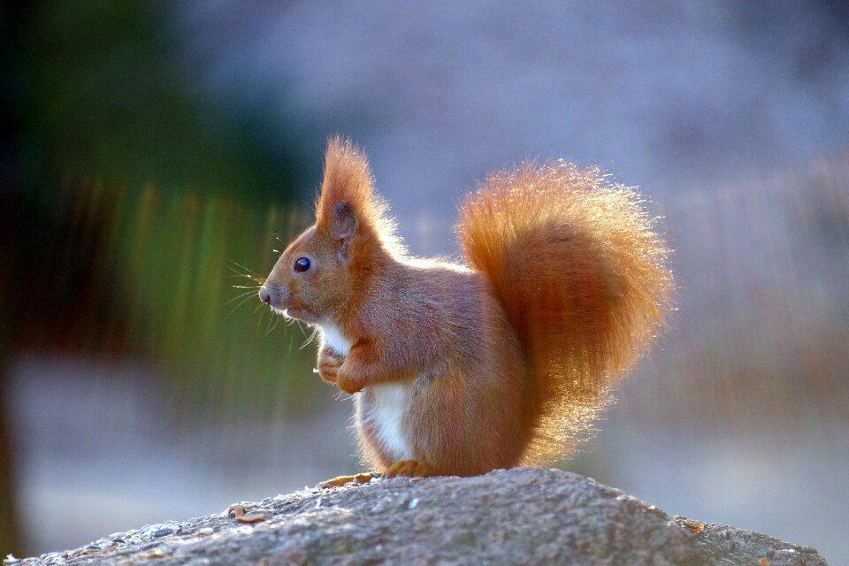 Forest mammal nature