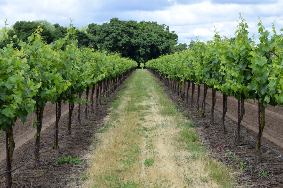 Agriculture grapevine wine