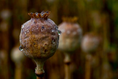 Opium poppy raindrop close up