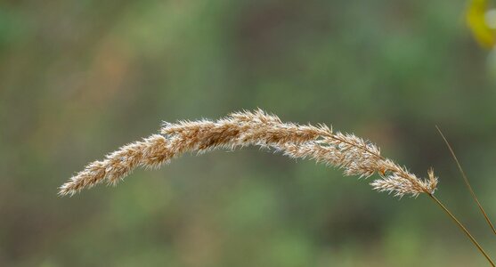 Seeds seeds was rest photo