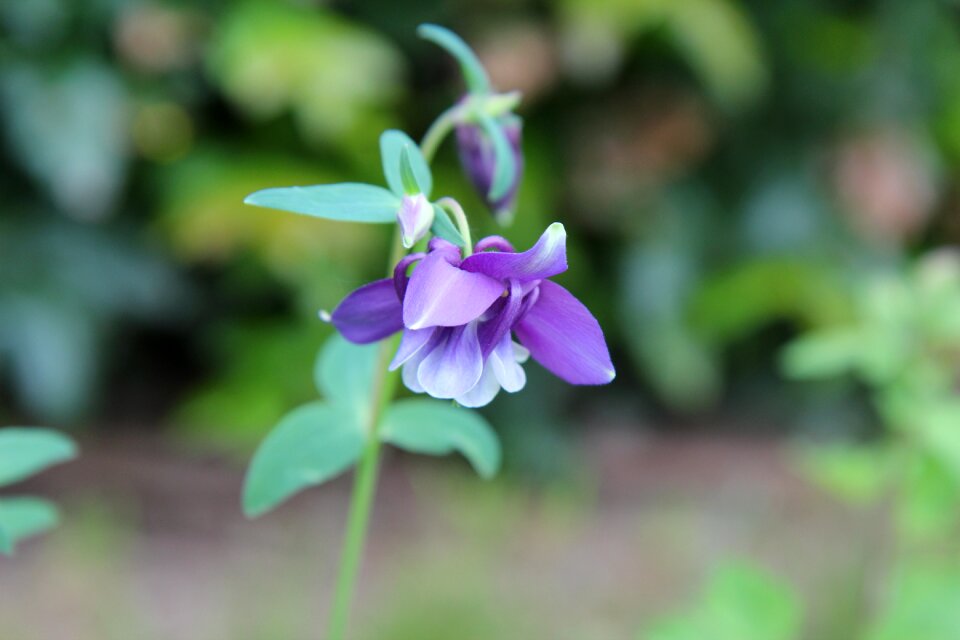 Purple flower flowers purple spring