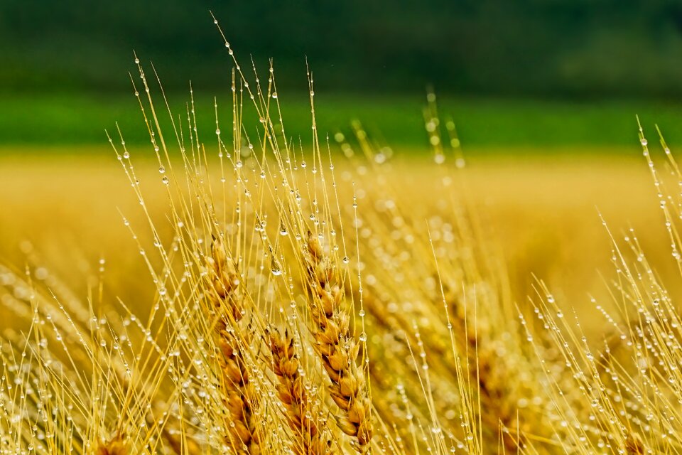 Barley rural summer