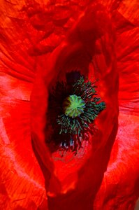 Red poppy meadow flower field
