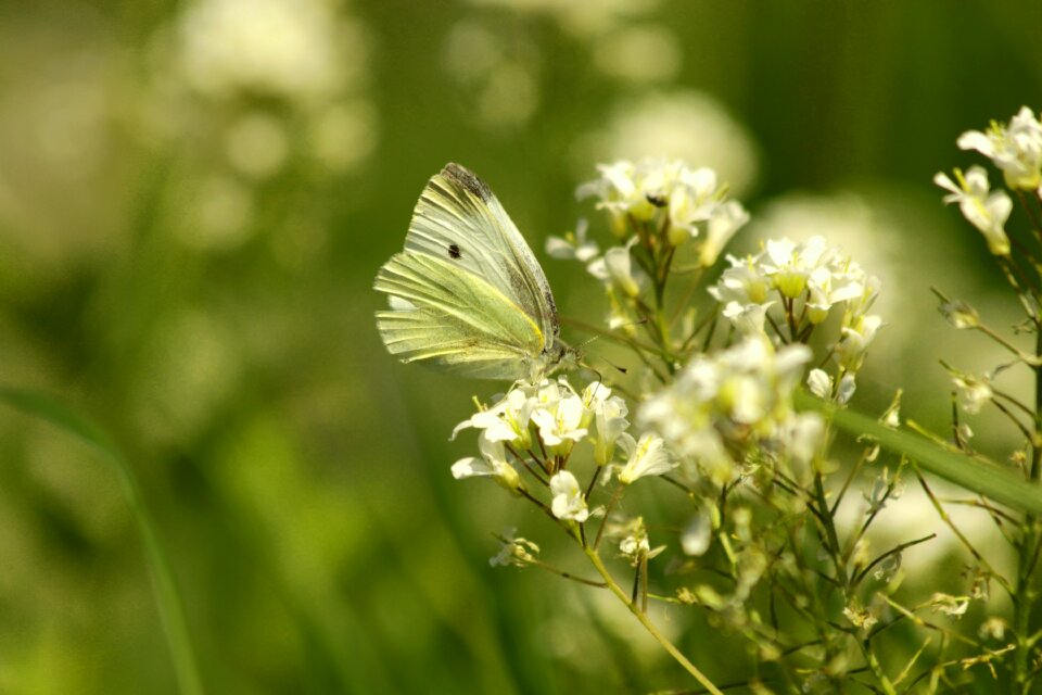 Summer bloom white butterfly