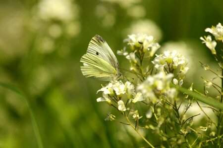 Summer bloom white butterfly photo