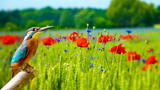 Grass wildlife flower