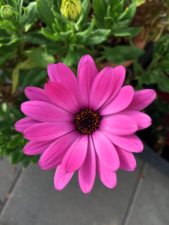 Blütenzauber petals perfect