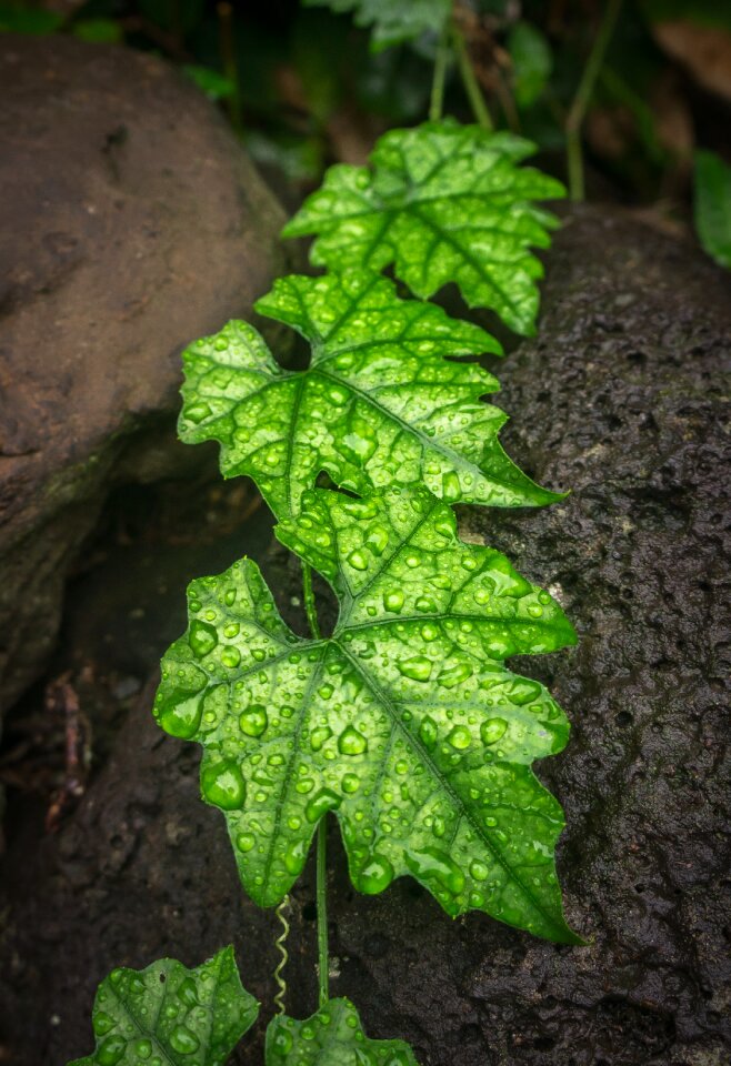 Plants the leaves green