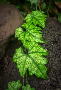 Plants the leaves green