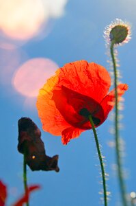 Red poppy meadow flower field photo