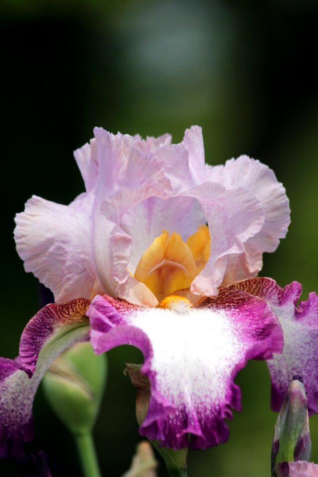 Garden beautiful flowers bloom